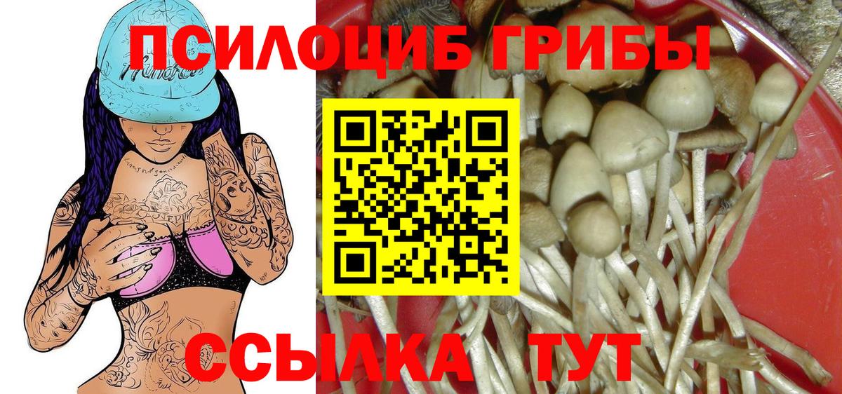Галлюциногенные грибы Psilocybe Губкинский