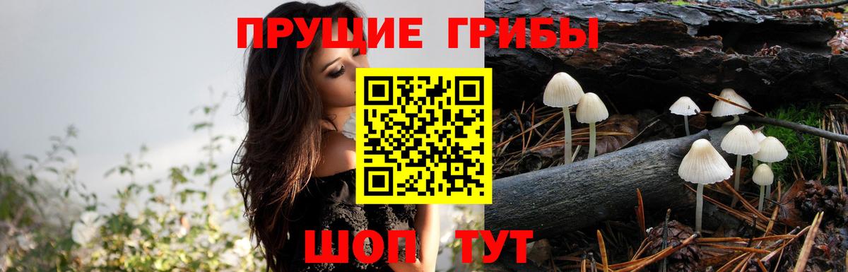 Губкинский  Галлюциногенные грибы GOLDEN TEACHER  Вход с VPN  Псилоцибиновые грибы GOLDEN TEACHER 